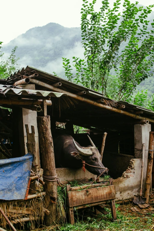 a cow laying down in a covered building