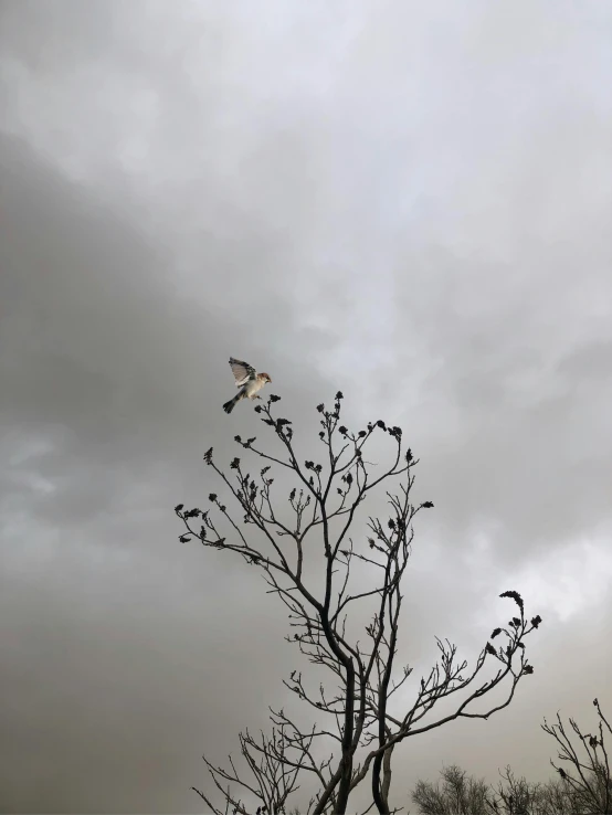 an image of a bird flying over a tree