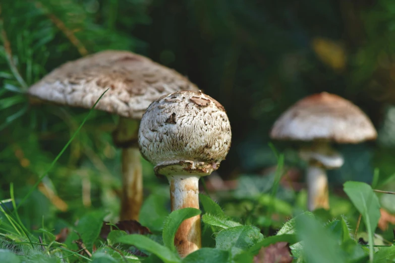 a few white mushrooms on the ground by a green bush