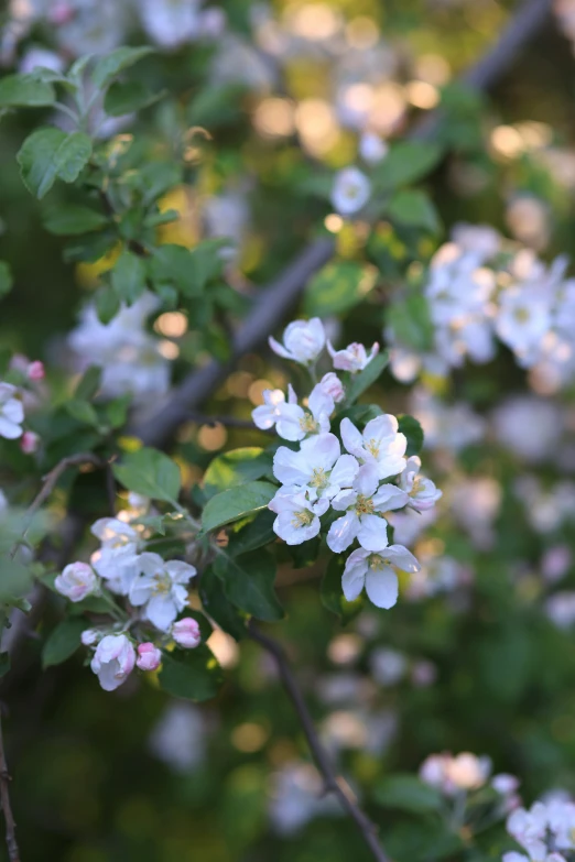 a group of white flowers blooming on a tree