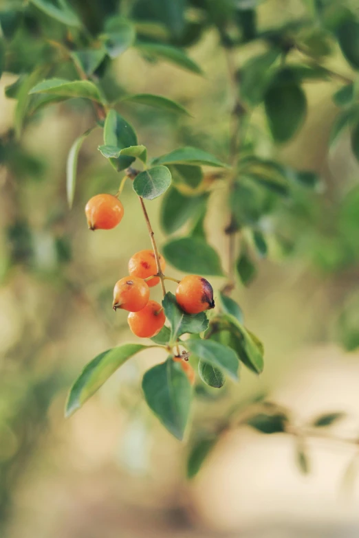 berries on tree nch near window with green leaves