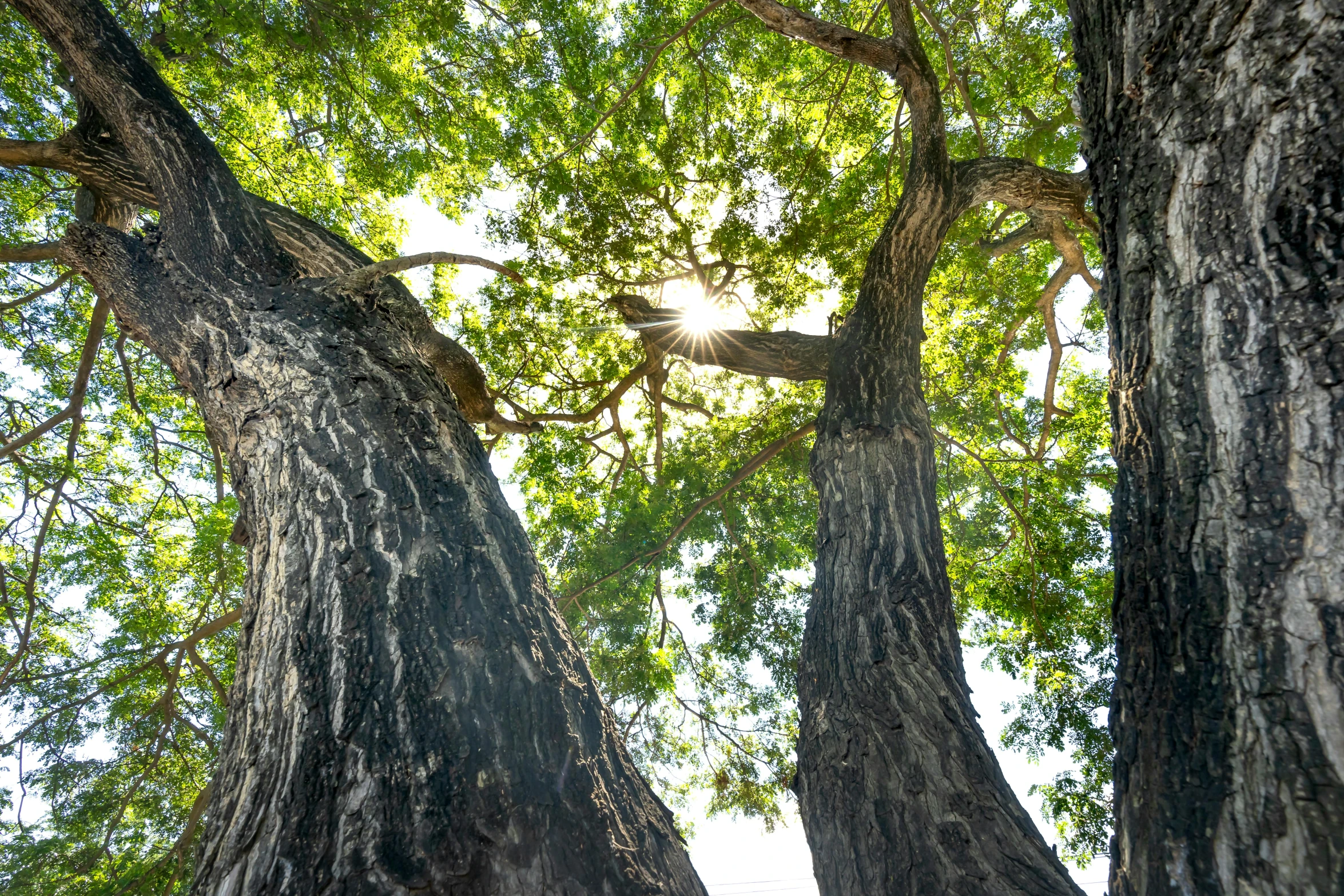 several tall trees with green leaves and the sun shining in the background