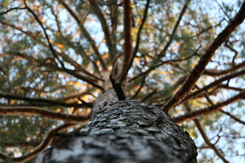 the view from below a tall pine tree