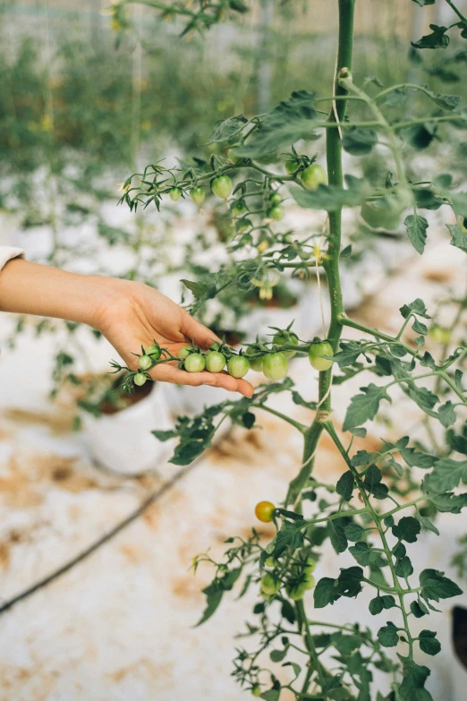 a person is holding out some green tomatoes