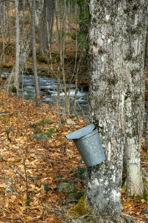 bucket sitting next to a tree in a forest