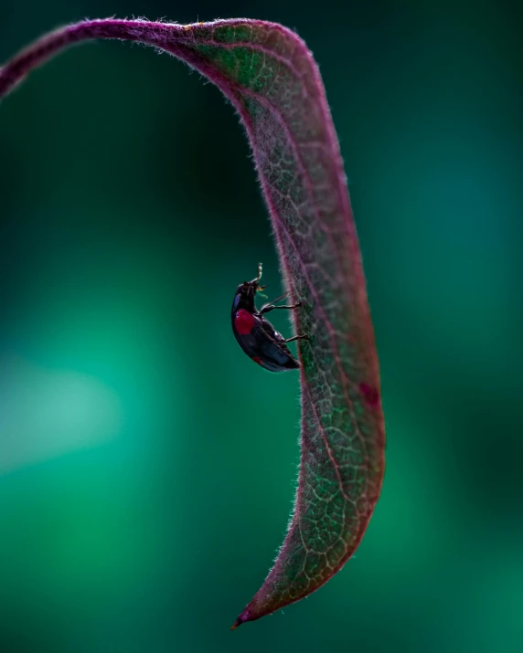 a leaf with a bug on top of it