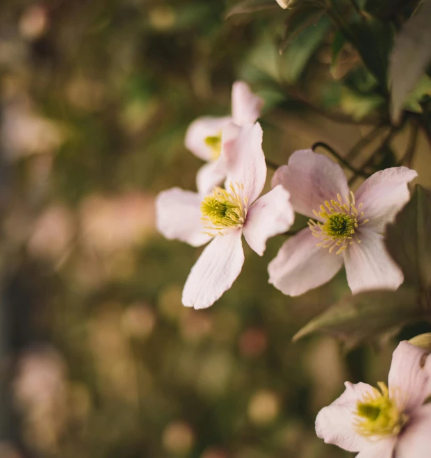 pink flowers with small yellow centers blooming on a bush