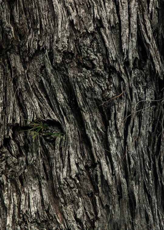 a close up po of an old looking tree