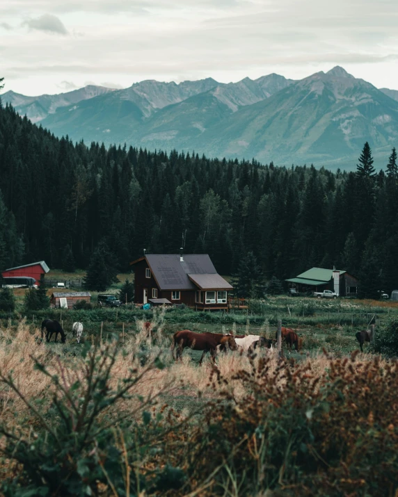 a group of cows in a grassy field