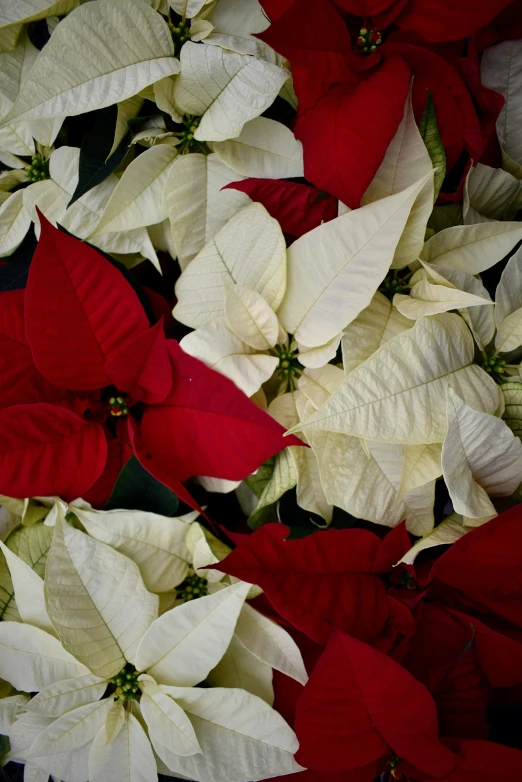 christmas poinsettias with white and red leaves on display