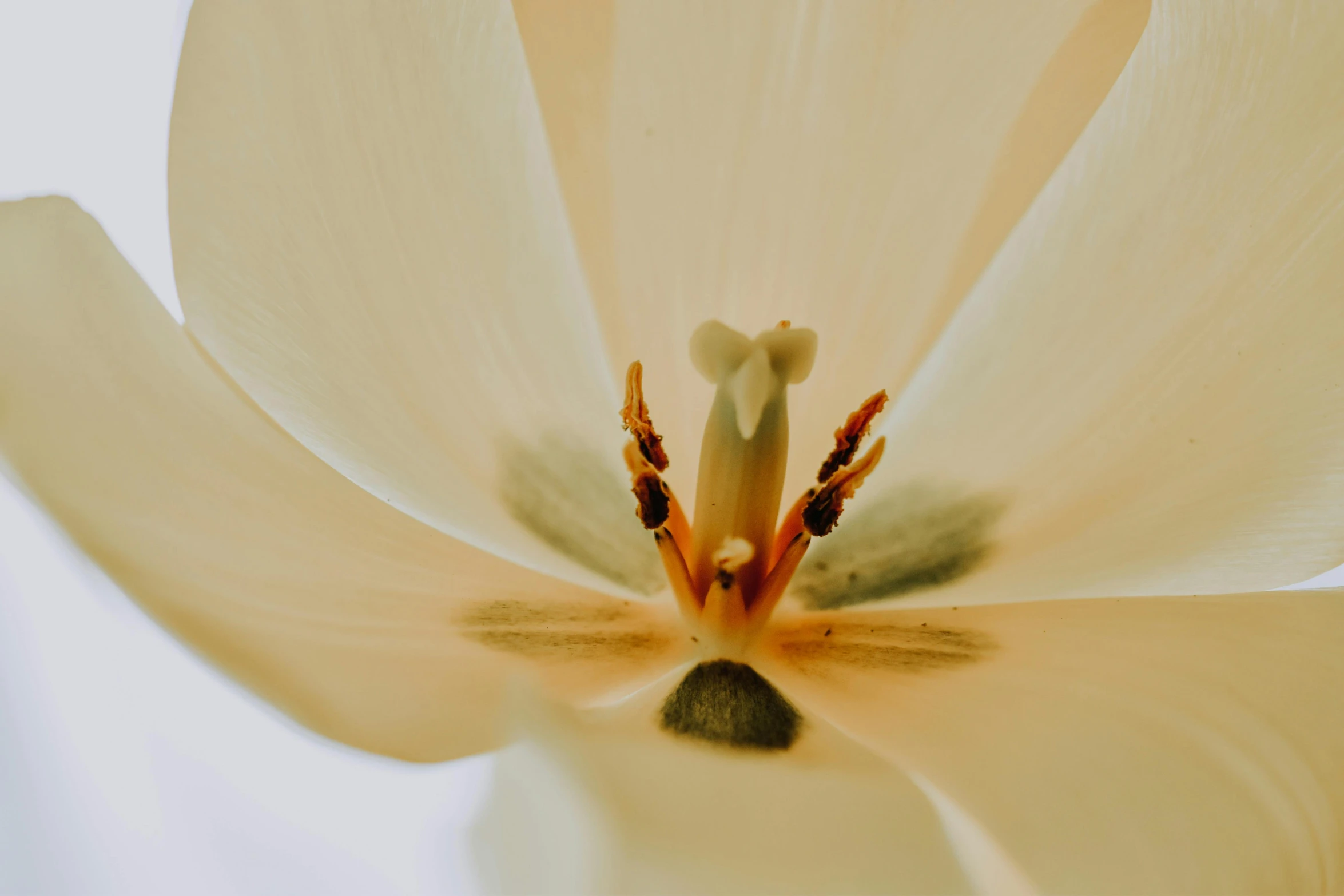 a closeup view of a white flower in bloom