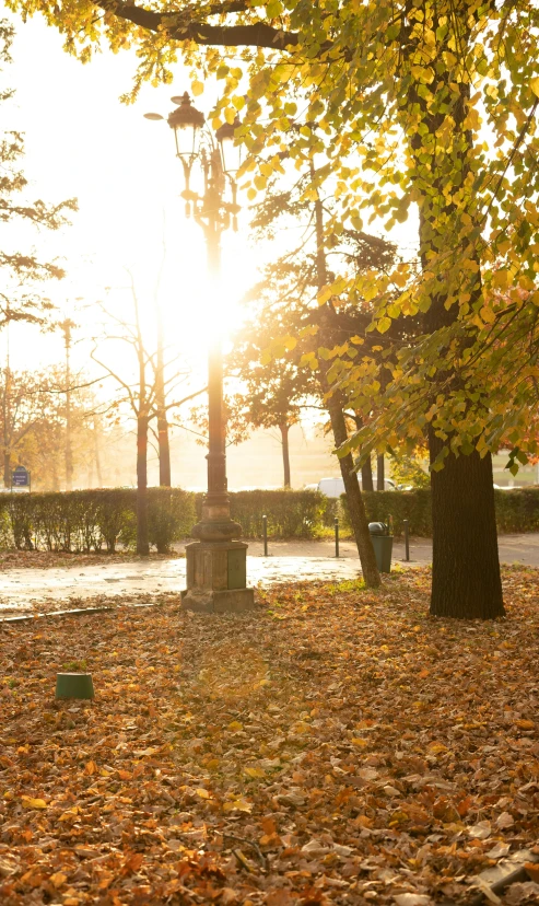 two trees with fallen leaves on the ground