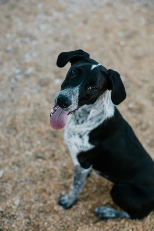 a black and white dog laying down with his tongue hanging out