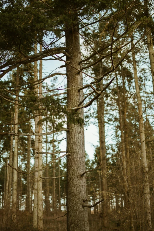 the tall tree is surrounded by many trees