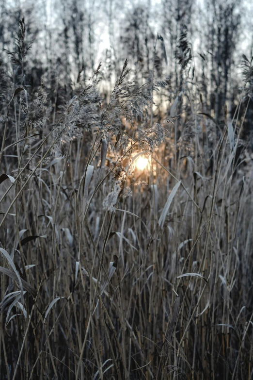 grass and grasses with the sun shining through it