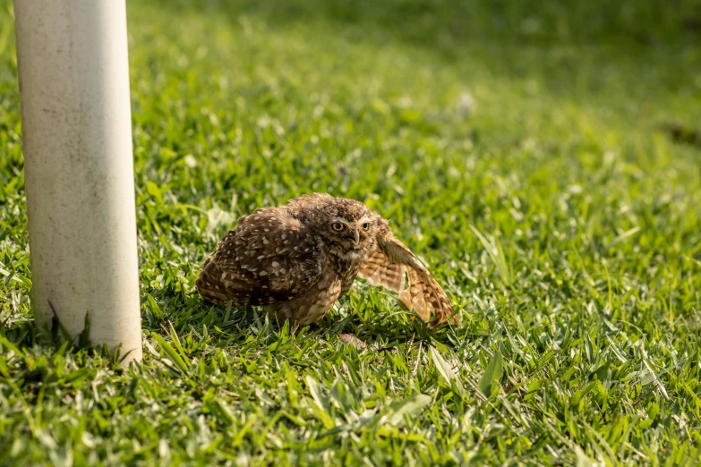 a bird hiding under the ground in some grass