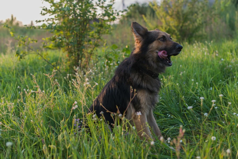 a dog in the grass on a sunny day