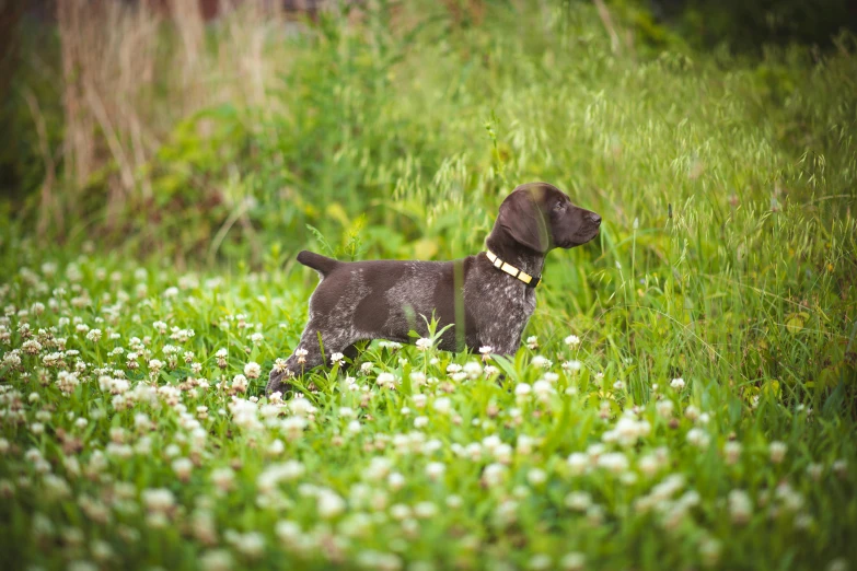 a black dog with white collar standing in tall grass