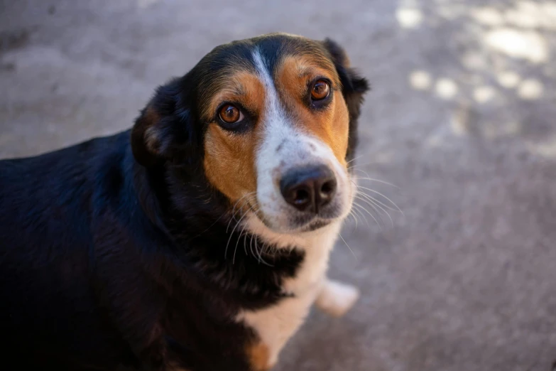 a brown and black dog with white nose sitting on a floor