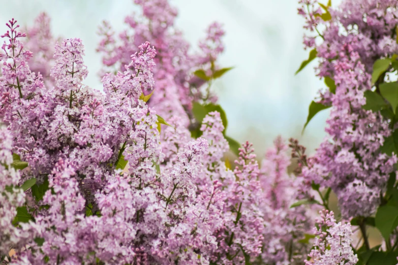 a bunch of purple flowers that are in the grass