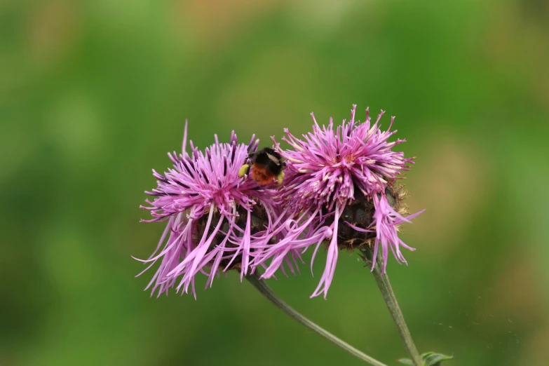 two bees on a pink flower that is about ready to bloom