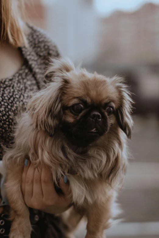 a small dog that is sitting on someones arm