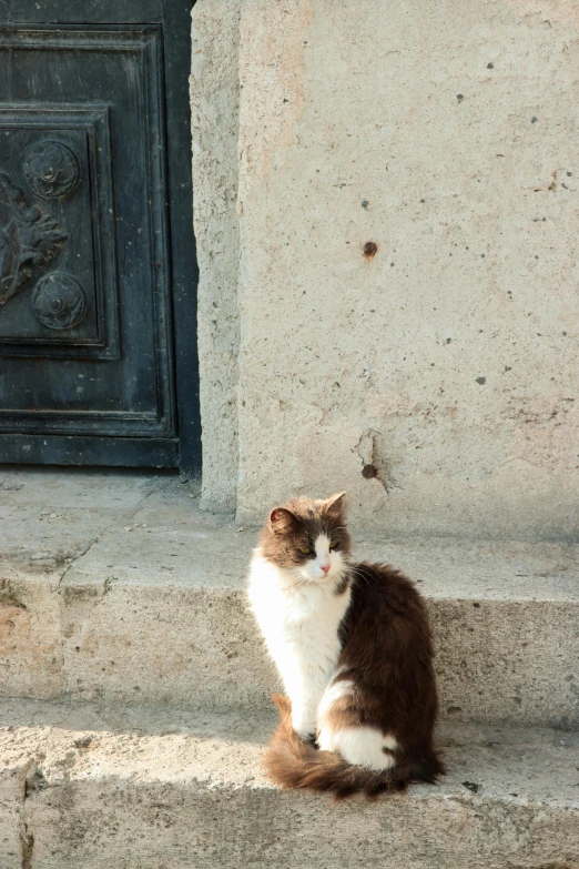 a white and brown cat sitting on steps next to door