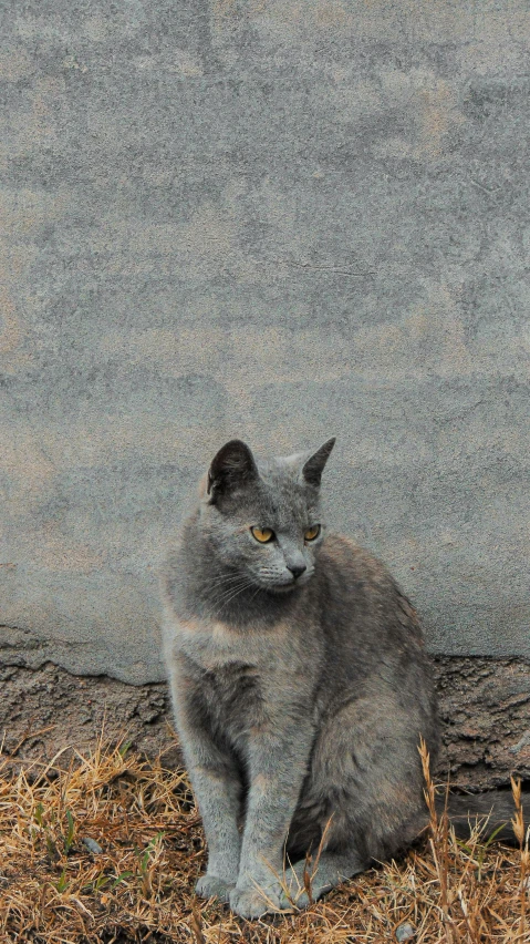 a grey cat sitting next to a concrete wall