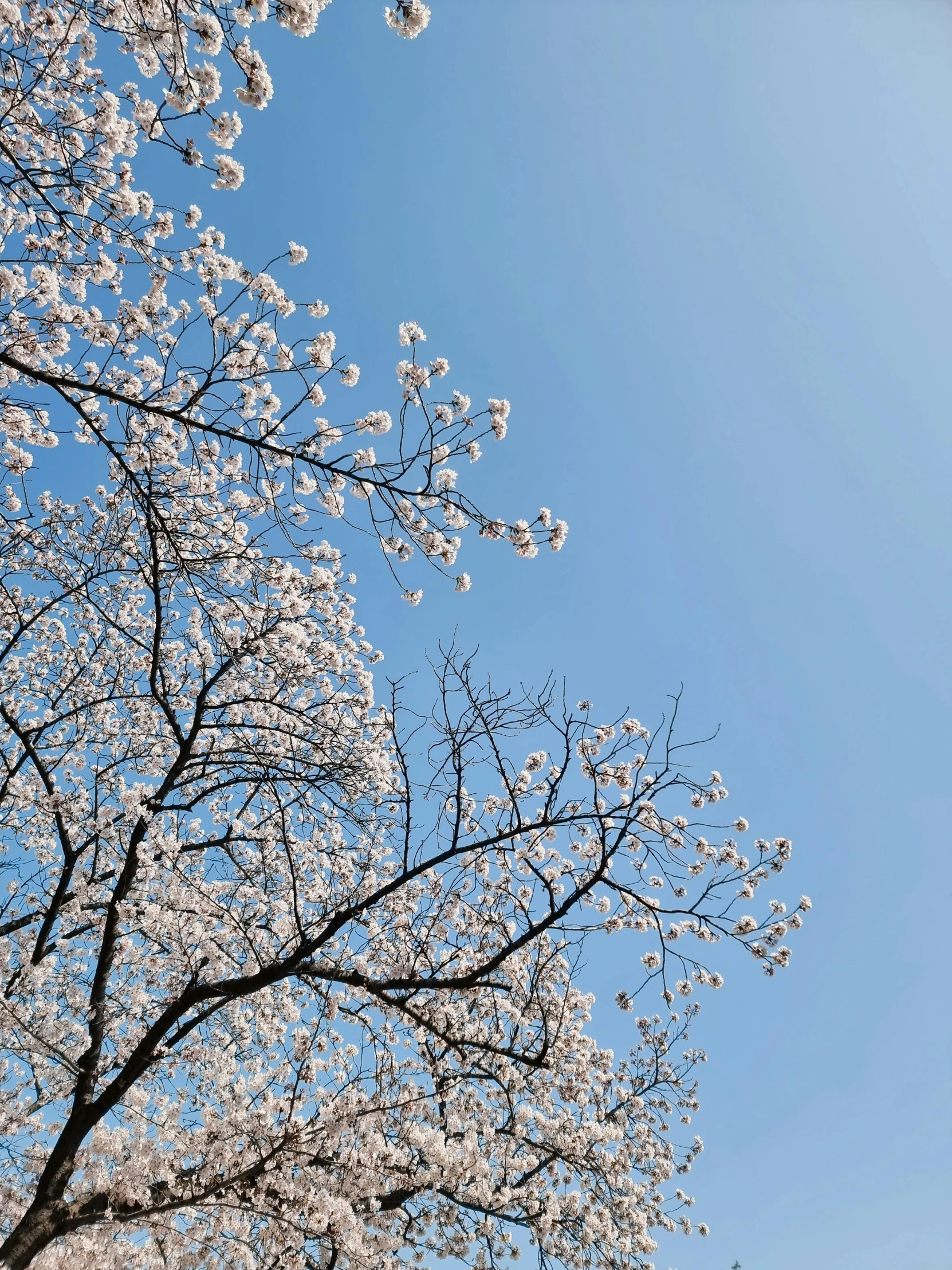 the sky is clear and blue with small flowers