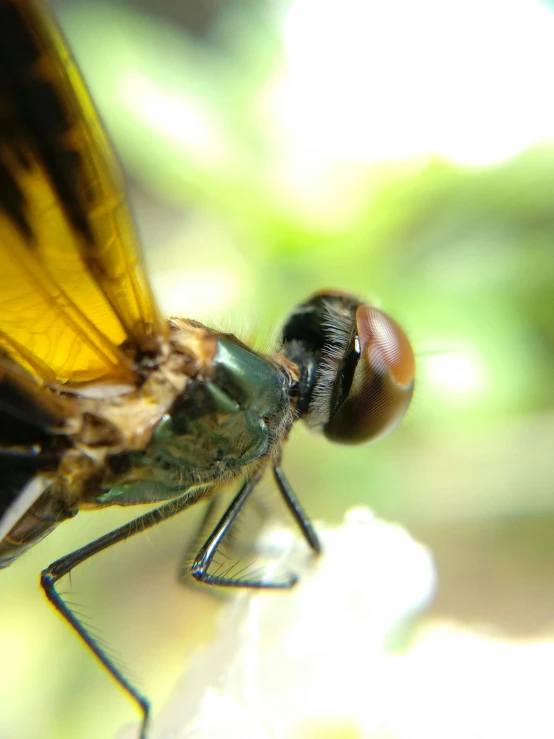 the fly is perched on the surface outside