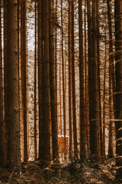 a tree - lined forest with very thin trees during the day