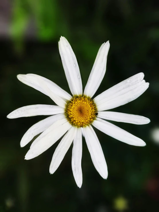 a white flower is laying next to a green background