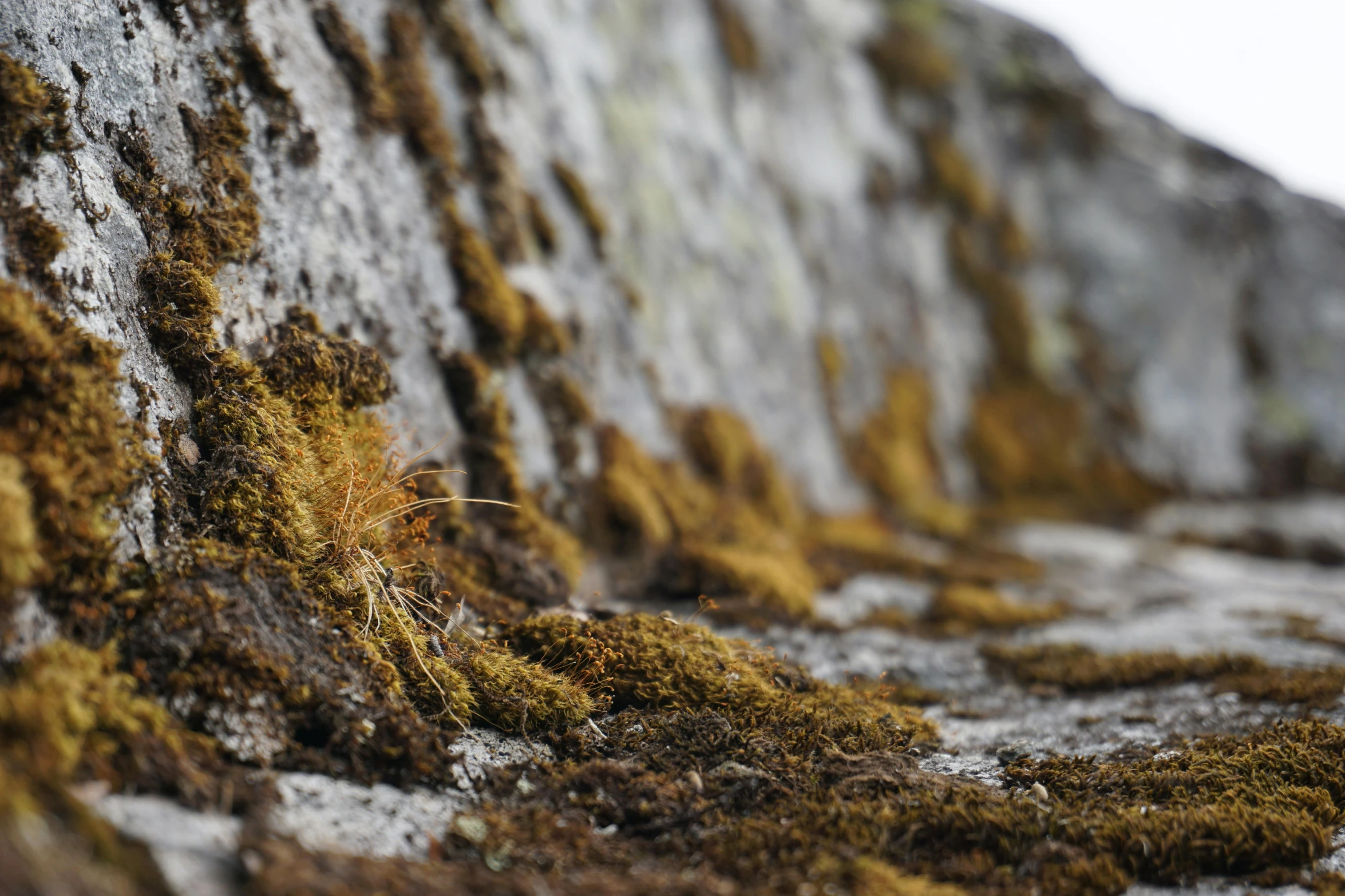 moss covered rocks with small pieces of green growing on them