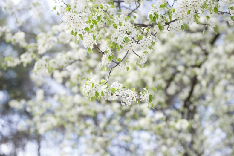 a picture of white flowers and nches