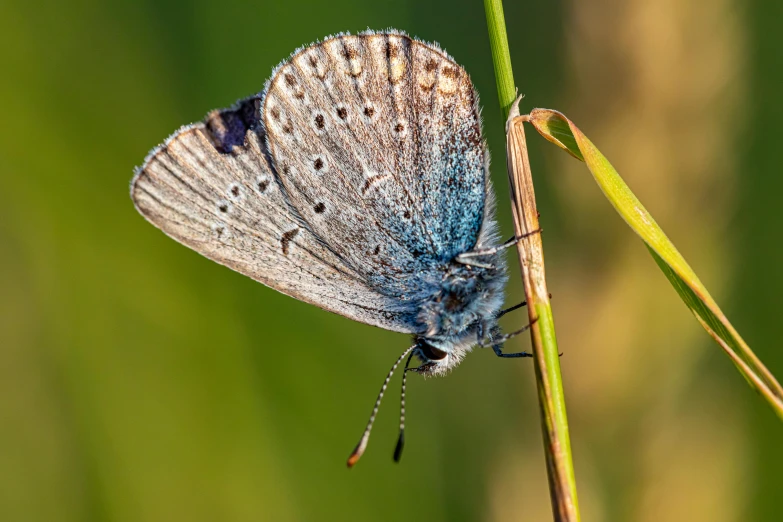 the small blue erfly sits on top of the blade of grass