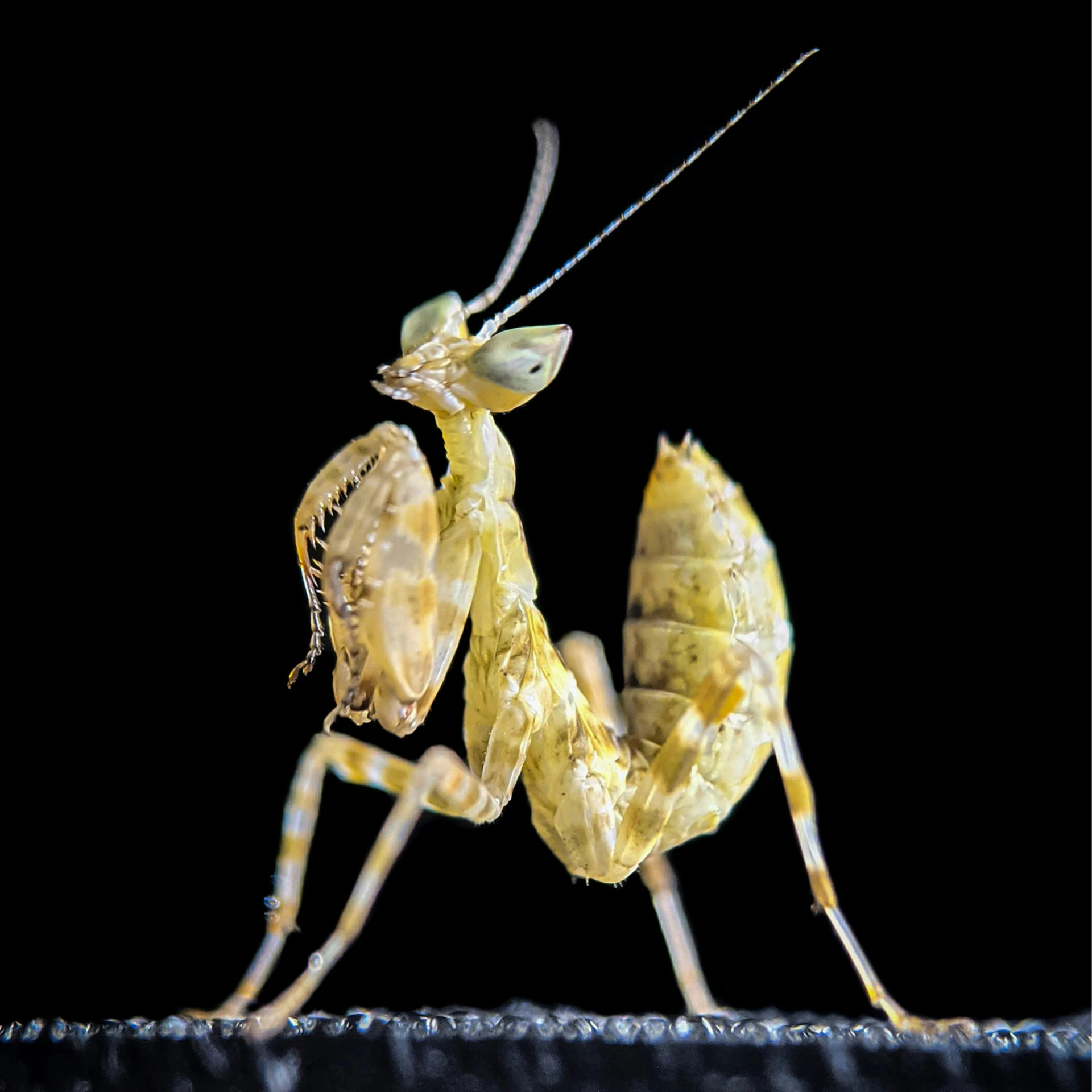 two insect looking in each other's eyes while standing on their legs