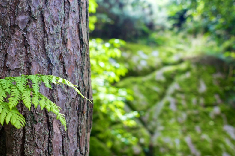 an ivy is growing on the tree's trunk