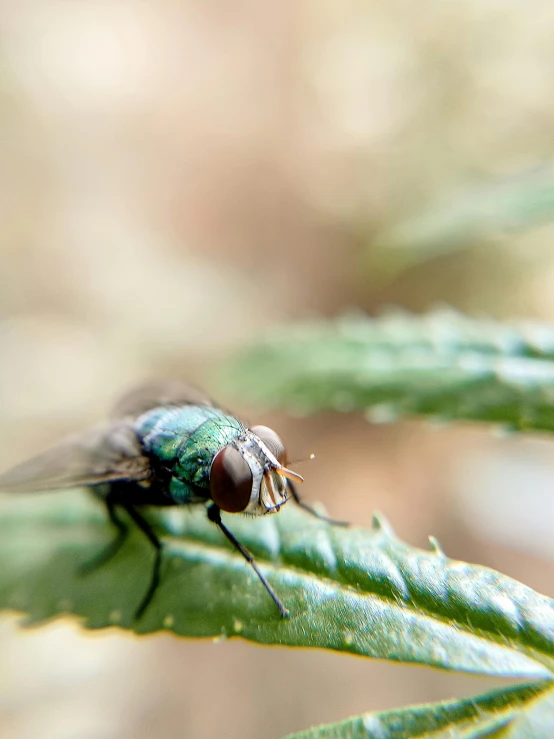 a small fly is sitting on a green plant