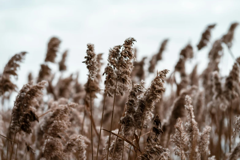 a tall group of plants are in the snow