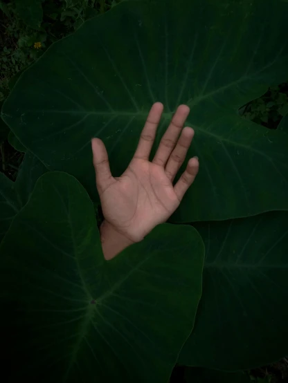 a person's hand on a green leaf
