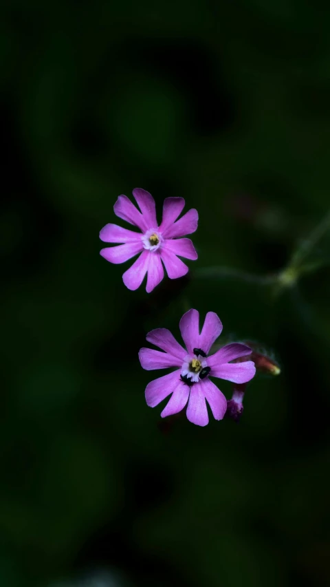 two small purple flowers in a black and green field