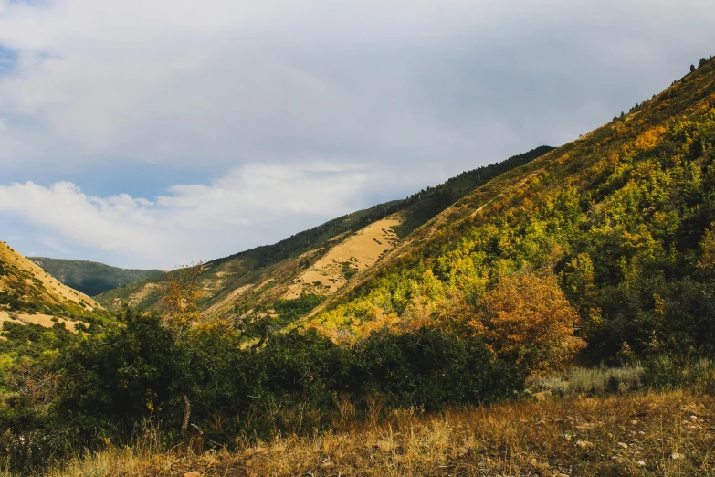 a mountain with trees and grass in the middle