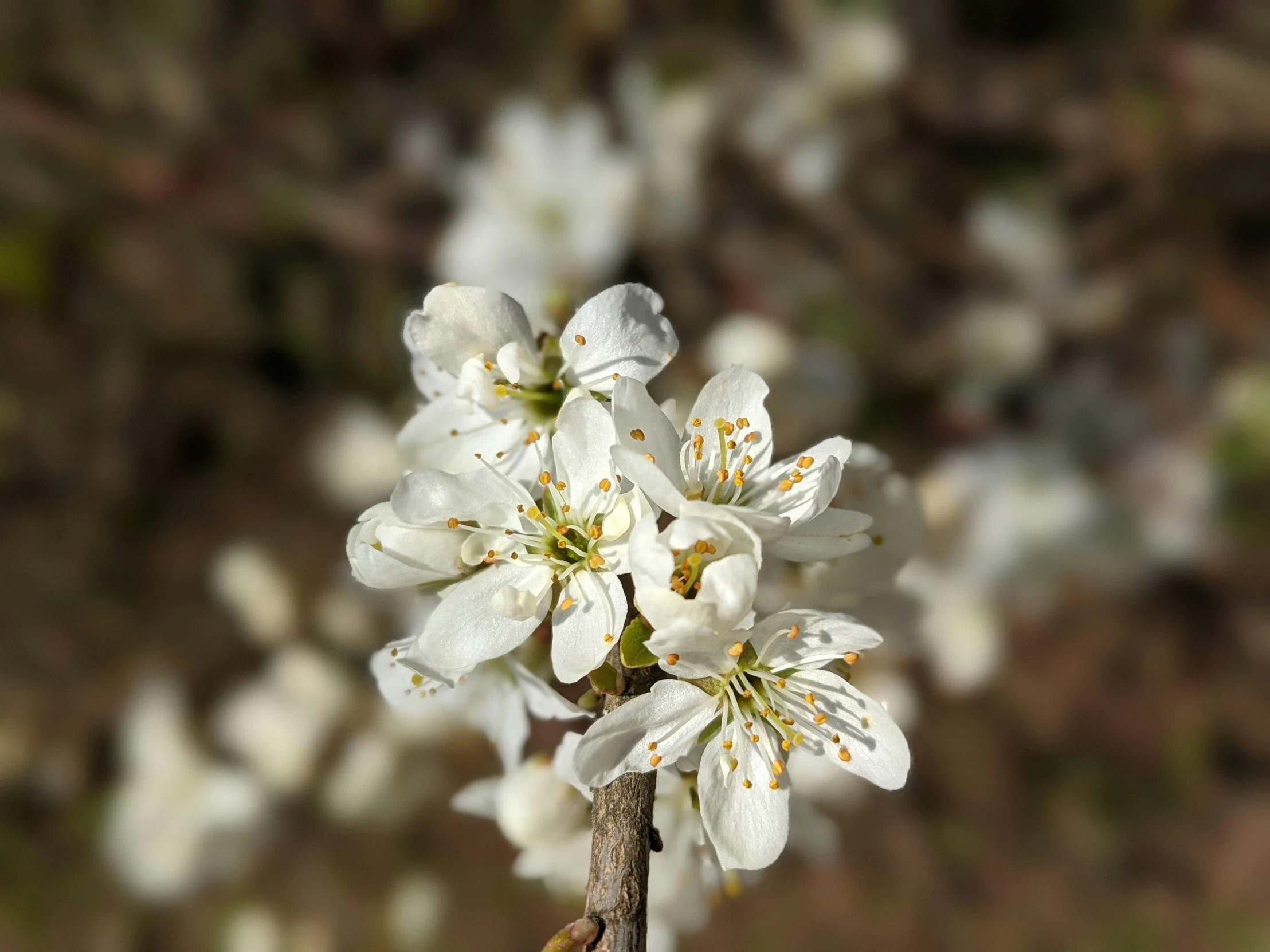 small white flowers stand out in the po