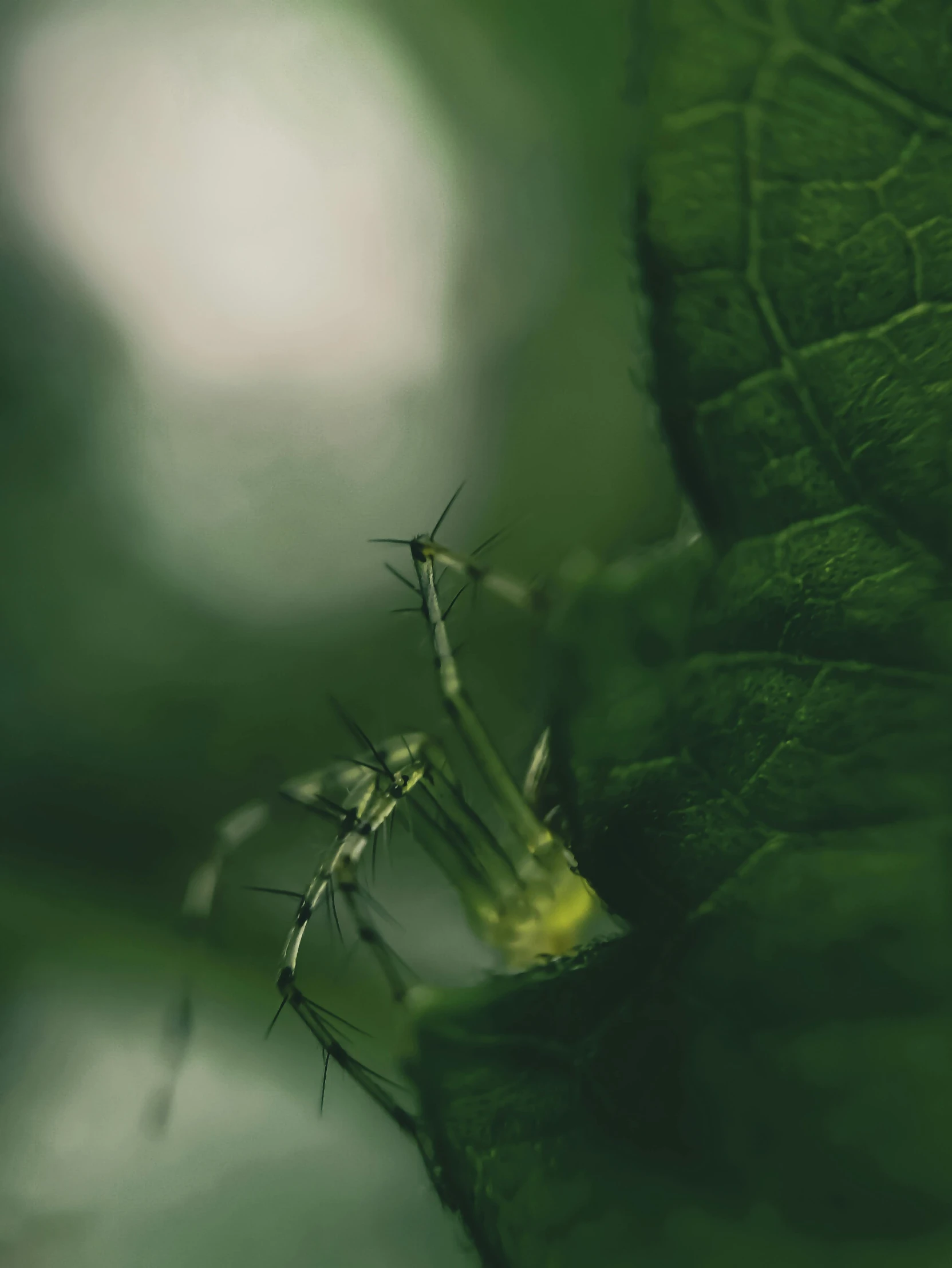 a bug is sitting on top of a green leaf