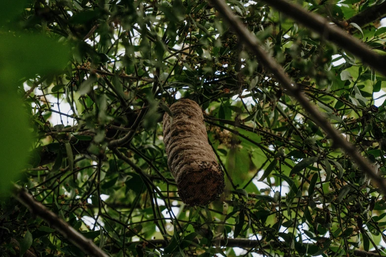 a honey bee hanging from the nch of a tree