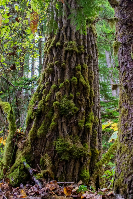 a large mossy tree sitting in the middle of a forest