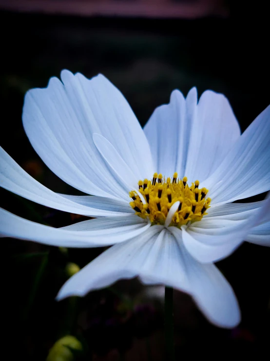 this is an extreme closeup po of a white daisy flower