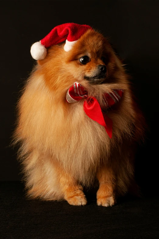 a small brown dog wearing a red and white hat