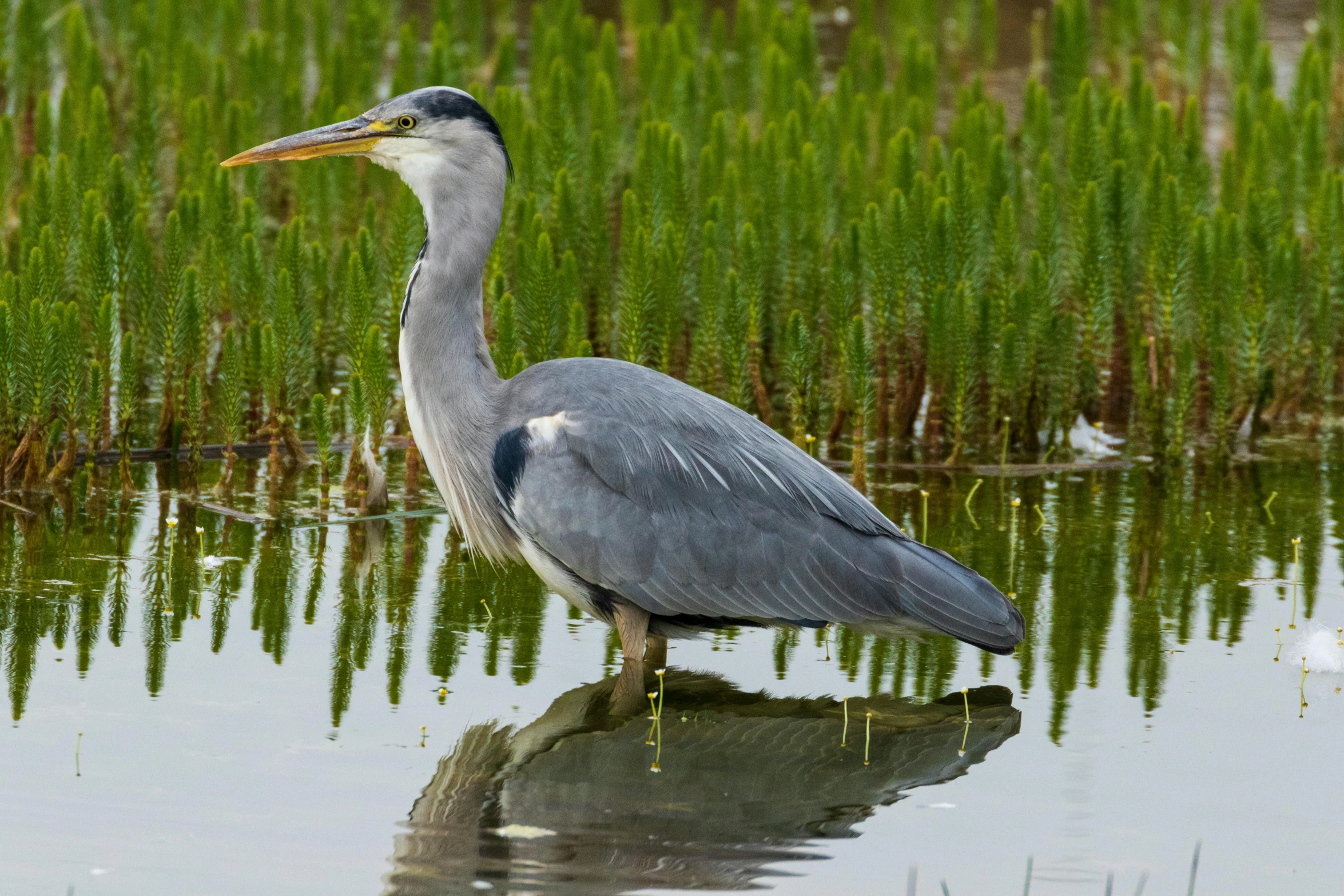a grey heron is sitting on a rock in the water