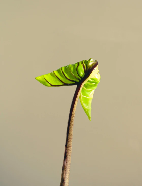 a leaf is seen on top of a plant